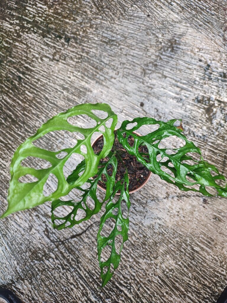 Obsessed With Monsteras? These 15 Types Will Steal Your Heart 13 at Foliah Monstera obliqua or also known as Janda Bolong is a plant that went viral in Indonesia because its price reached millions of rupiah.