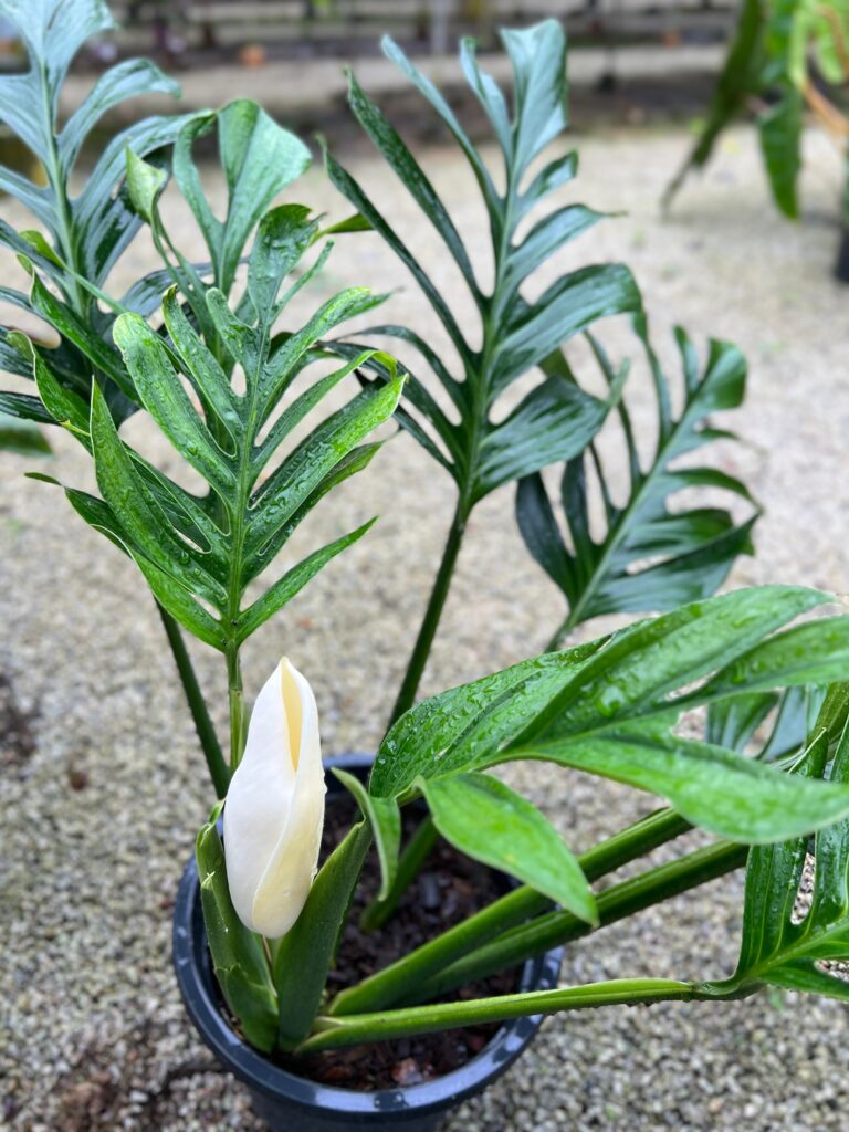 Obsessed With Monsteras? These 15 Types Will Steal Your Heart 11 at Foliah Monstera pinnatipartita plant with white flower and green leaves, growth in a pot on the garden background