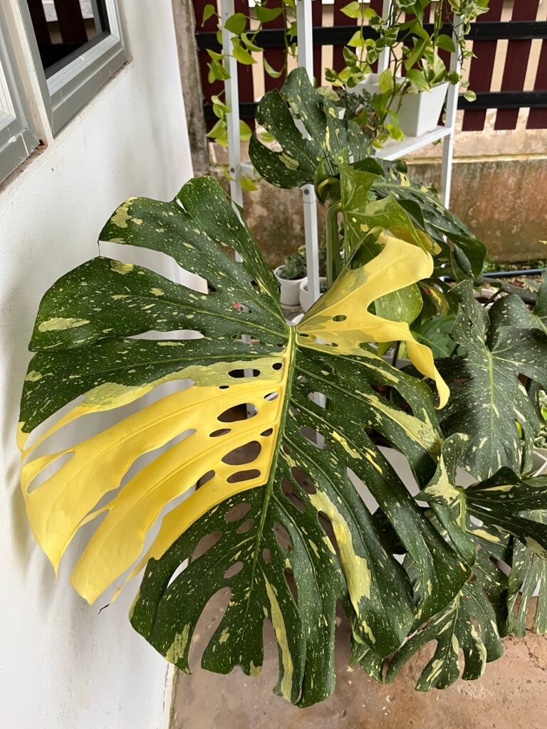 Monstera Thai Constellation Plant Care 101: Easy Tips for New Plant Parents 7 at Foliah Monstera thai constellation