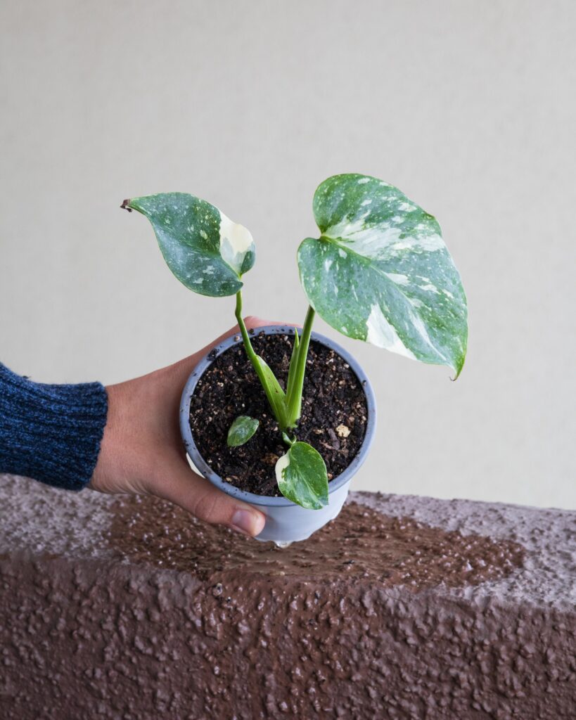 Monstera Thai Constellation Plant Care 101: Easy Tips for New Plant Parents 5 at Foliah Monstera thai constellation in the foreground, showing its characteristic variegation in its leaves, an exotic and ornamental tropical indoor plant, highly appreciated by collectors