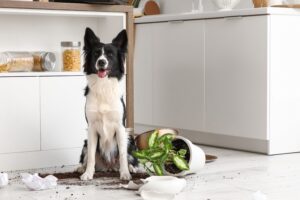 Naughty Border Collie dog with mess on floor in kitchen
