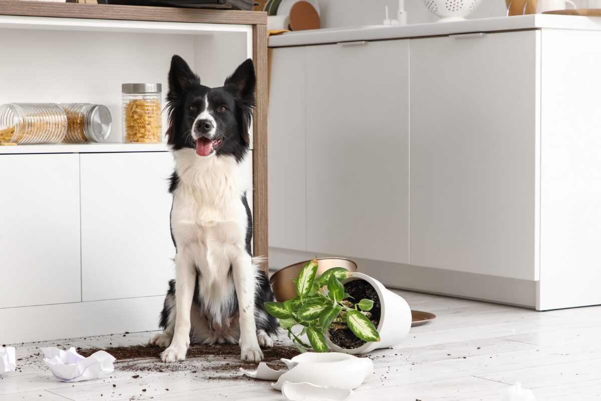 Naughty Border Collie dog with mess on floor in kitchen