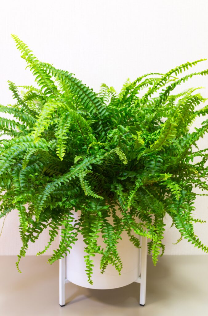 8 Pet Safe Indoor Plants for Cats and Dogs (Grow Without Worry!) 3 at Foliah Nephrolepis Boston fern (Nephrolepis exaltata Bostoniensis) is a popular, bushy, ornamental houseplant with green, feathery leaves in white pot on stand against white background