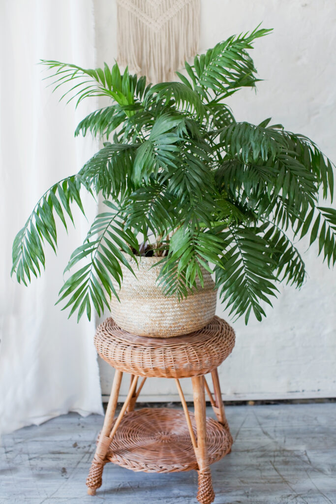Parlour palm in a wicker basket on a white background. Palm plant in a light interior