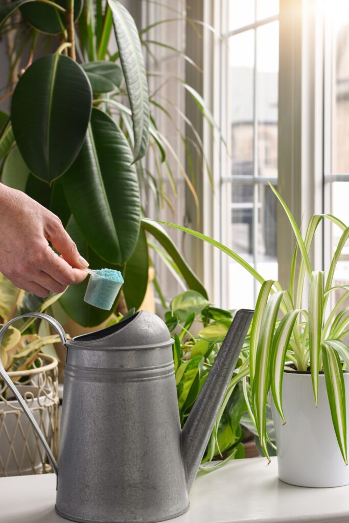 Person's hand holding scoop with plant fertilizer to add to watering can to water houseplants in front of a large window