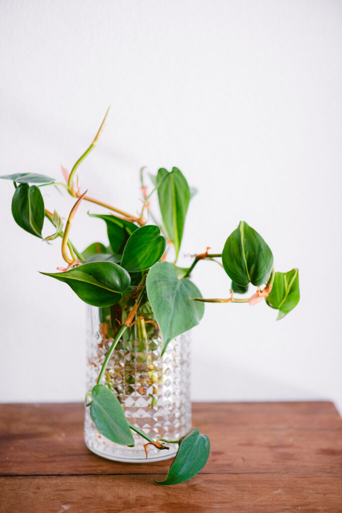 'Philodendron Hederaceum Scandens Brasil' tropical creeper house plant with yellow stripes in glass pot