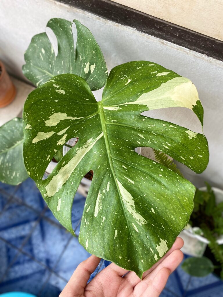 Monstera Thai Constellation Plant Care 101: Easy Tips for New Plant Parents 8 at Foliah Philodendron Monstera Thai Constellation, heart-shaped leaves.