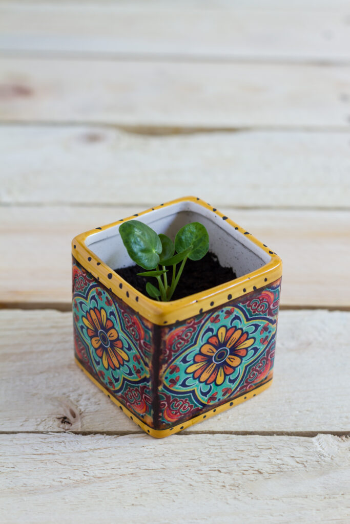 Chinese Money Plant Care 101: Easy Tips for Happy, Healthy Plants 19 at Foliah Pilea baby. Pilea peperomioides, money plant in the pot. Isolated. Wooden background.