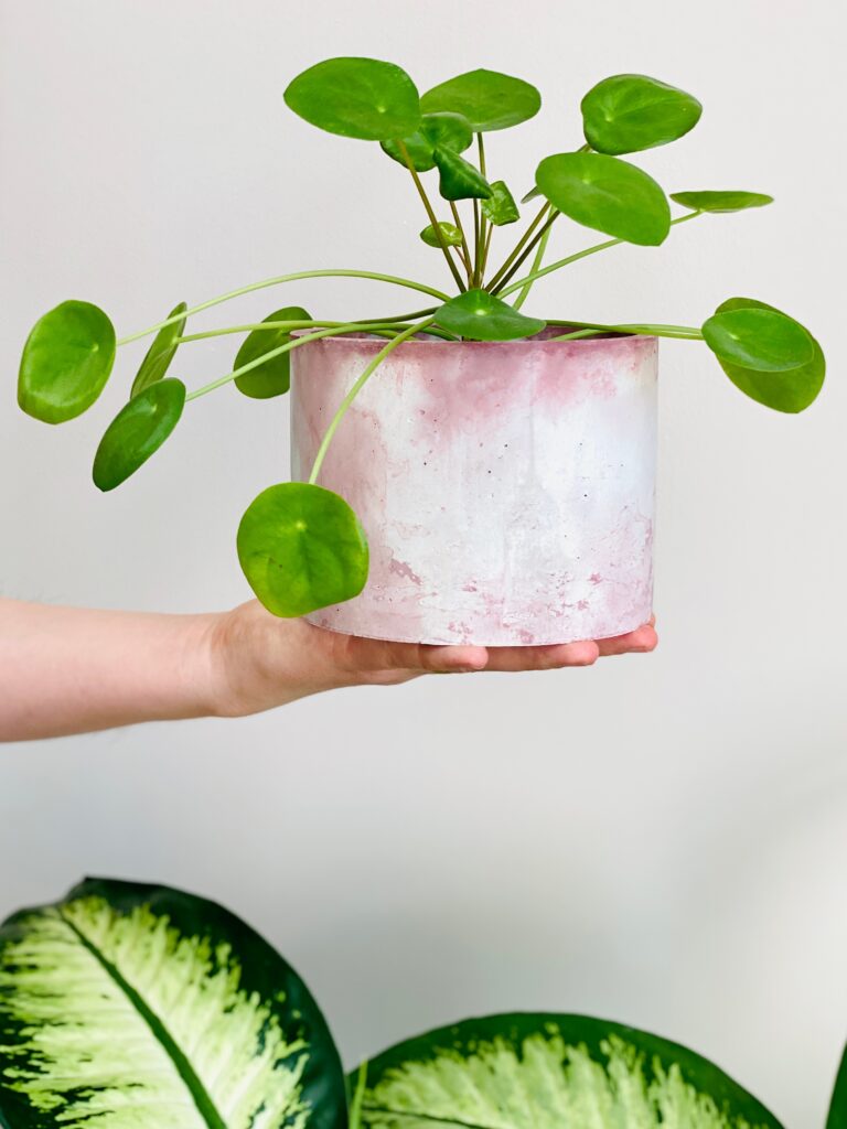 Chinese Money Plant Care 101: Easy Tips for Happy, Healthy Plants 5 at Foliah Pilea peperomioides, Chinese money plant in the beautiful Pink Marbled Concrete Planter pot