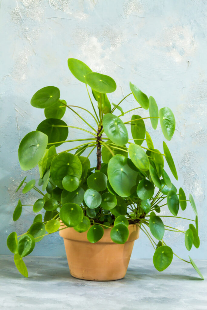 Chinese Money Plant Care 101: Easy Tips for Happy, Healthy Plants 6 at Foliah Pilea peperomioides, money plant in the pot. Big plant with babies. Isolated. White background.