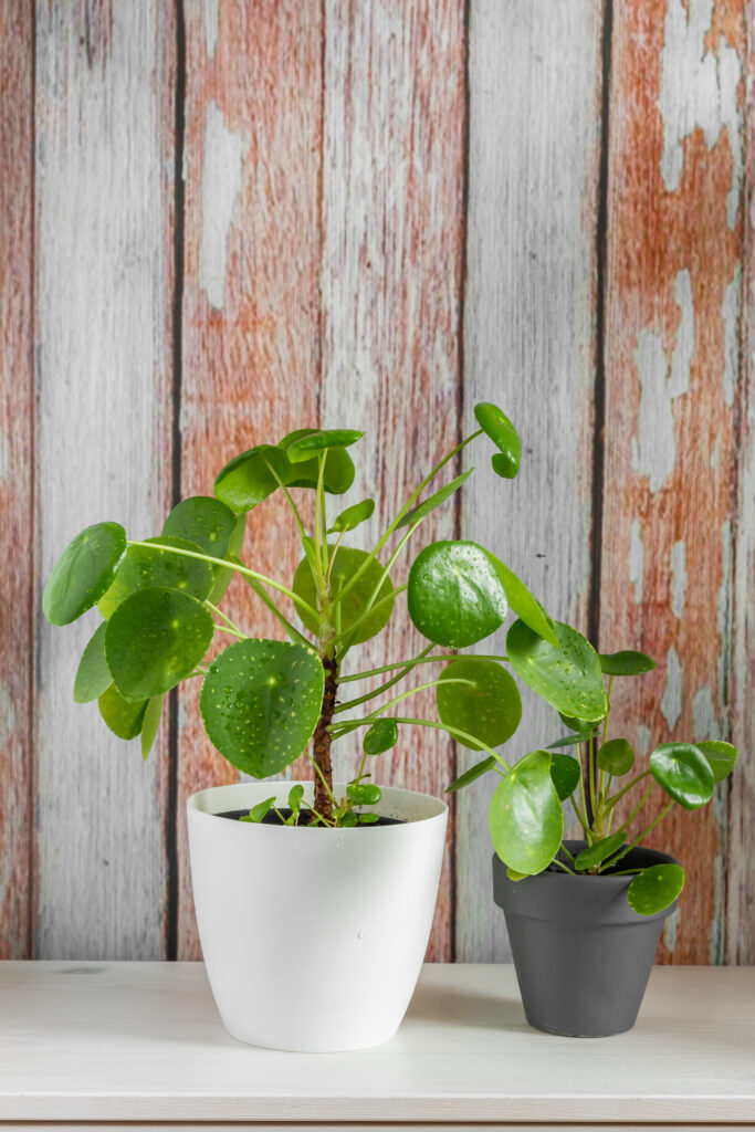 Chinese Money Plant Care 101: Easy Tips for Happy, Healthy Plants 18 at Foliah Pilea peperomioides, money plant in the pot. Isolated. Wooden background.