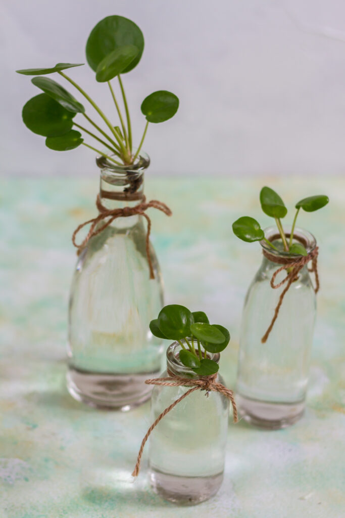 Chinese Money Plant Care 101: Easy Tips for Happy, Healthy Plants 16 at Foliah Pilea peperomioides, money plant. Baby pilea cuttings.
