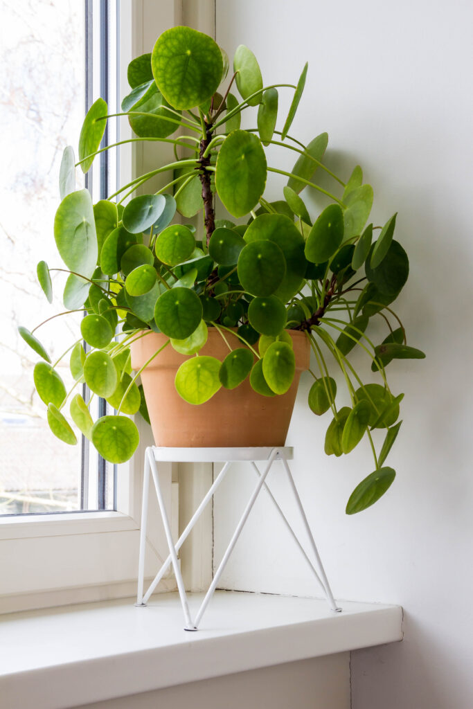 Chinese Money Plant Care 101: Easy Tips for Happy, Healthy Plants 3 at Foliah Pilea peperomioides, money plants in the ceramic pot on the windowsill. Big plant with babies.