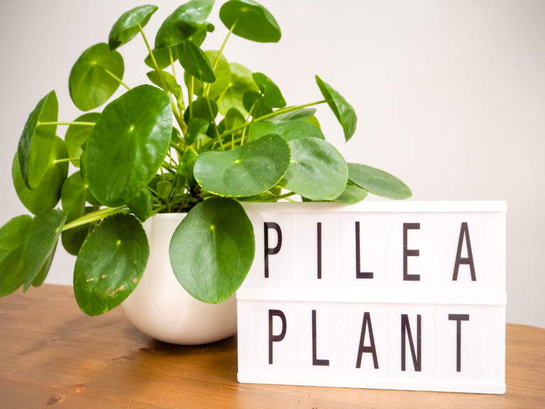 Pilea peperomioides or pancake plant ( urticaceae) with a lightbox on a wooden table