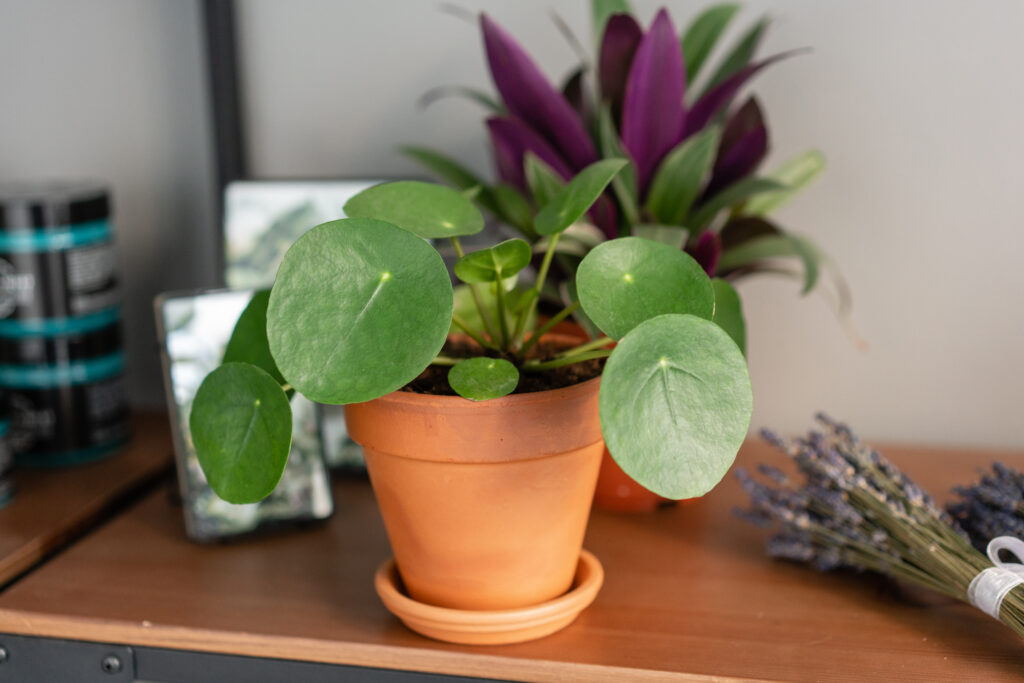 Chinese Money Plant Care 101: Easy Tips for Happy, Healthy Plants 12 at Foliah Pilea peperomioides. Chinese money plant or pancake plant. Young Pilea in brown ceramic pot on wooden table against a gray background. Trendy interior design and decoration.
