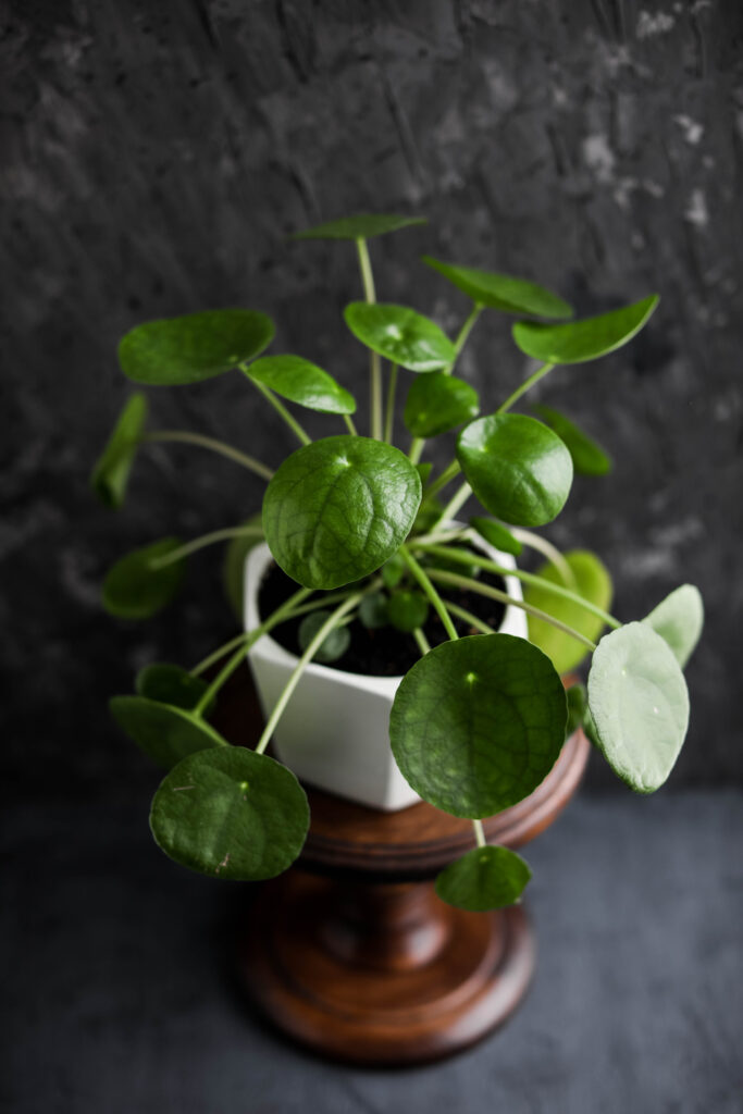 Chinese Money Plant Care 101: Easy Tips for Happy, Healthy Plants 20 at Foliah Pilea Peperomioides Houseplant as Home Decor
