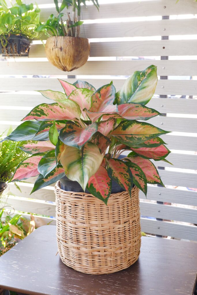 chris philodendron Philodendron Brasil (Philodendron hederaceum) – Rolling Greens