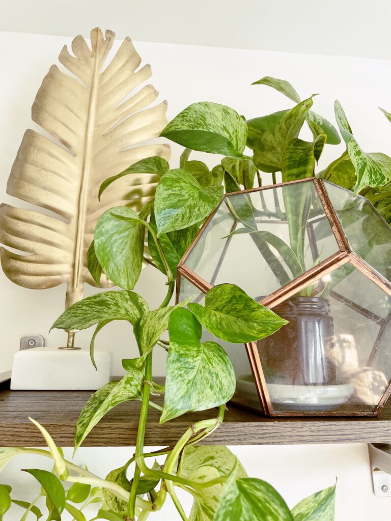 How to Make Pothos Fuller: Simple Tips for Lush, Bushy Growth 20 at Foliah Plants and accessories on styled shelf including pothos houseplants decor