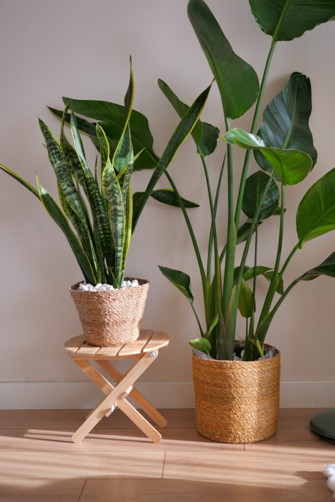 Plants in pots on stands in a living room setting