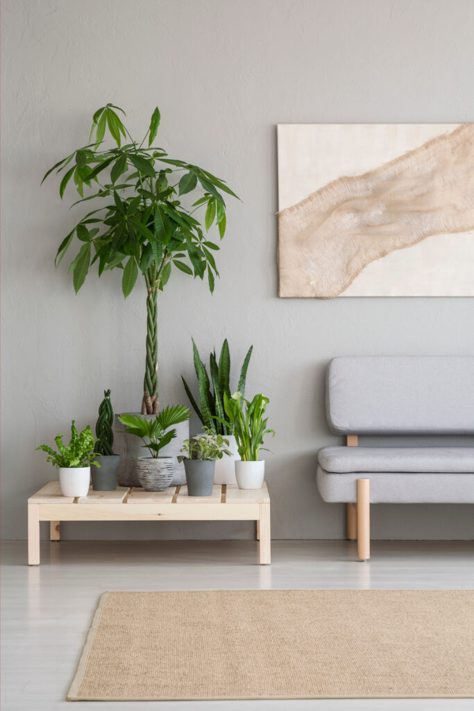 Plants on wooden table next to grey sofa in scandi living room interior with carpet. Real photo
