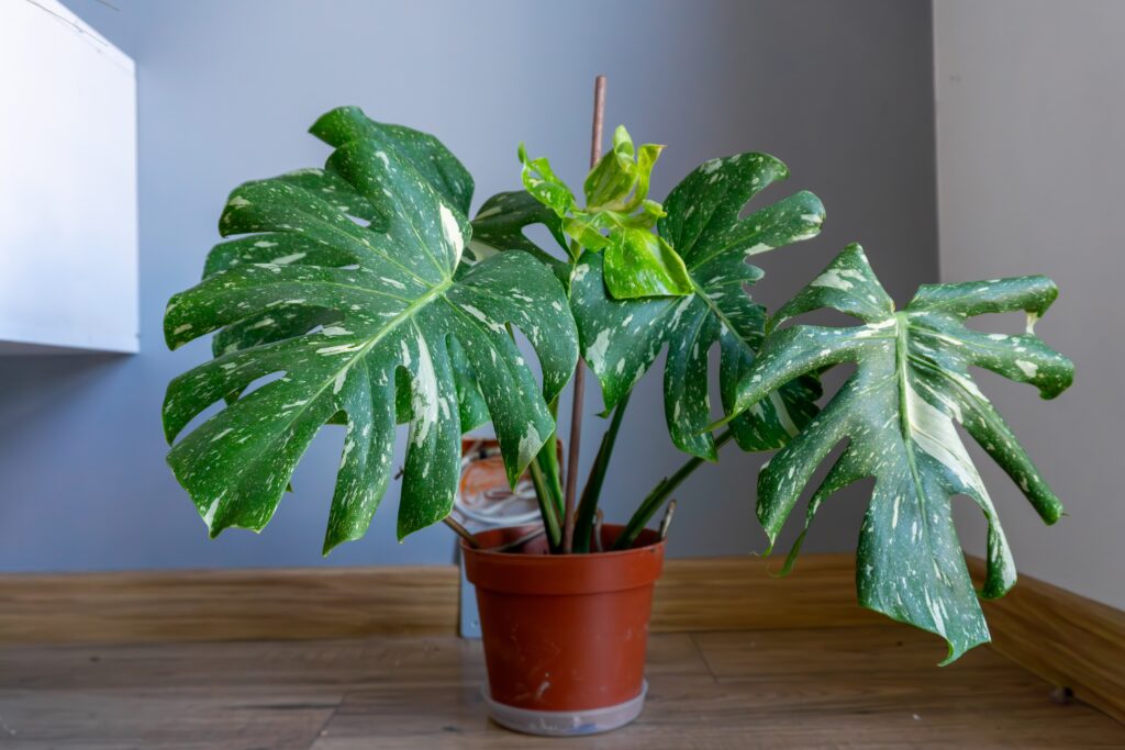 Monstera Thai Constellation Plant Care 101: Easy Tips for New Plant Parents 15 at Foliah Potted Monstera Thai Constellation with distinctive variegated leaves. Decorative houseplant placed in a modern interior on a wooden floor.