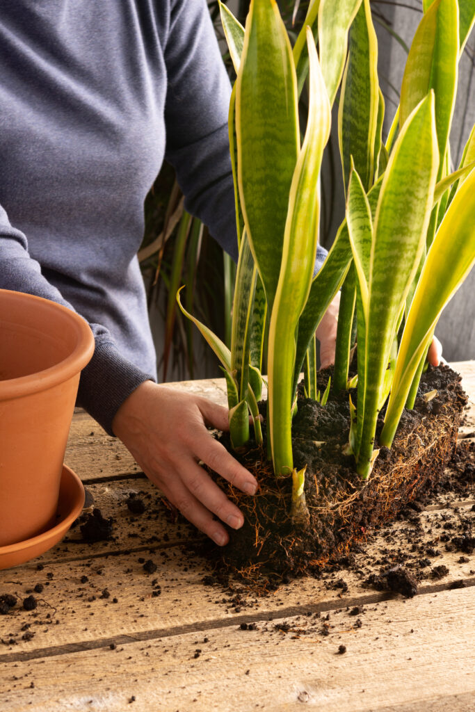 Process of transplanting a home flower Sansevieria into a clay pot, snake plants on a wooden table, woman gardener transplants houseplant