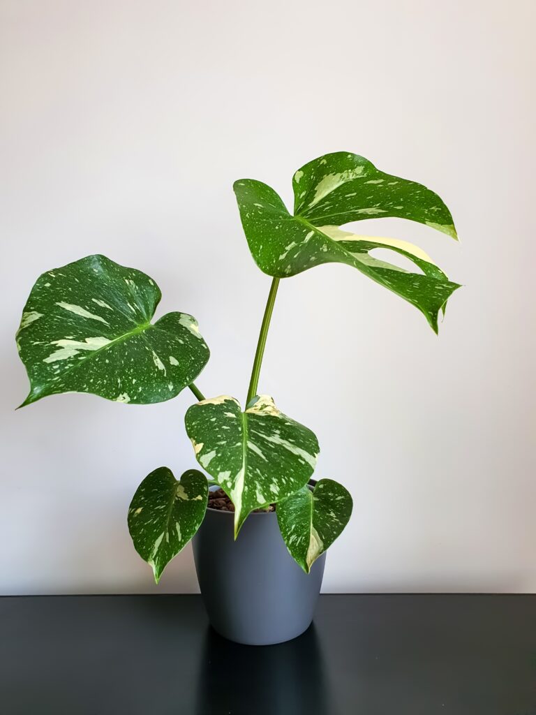 Monstera Thai Constellation Plant Care 101: Easy Tips for New Plant Parents 9 at Foliah Rare variegated tropical small Monstera Deliciosa Thai Constellation houseplant.