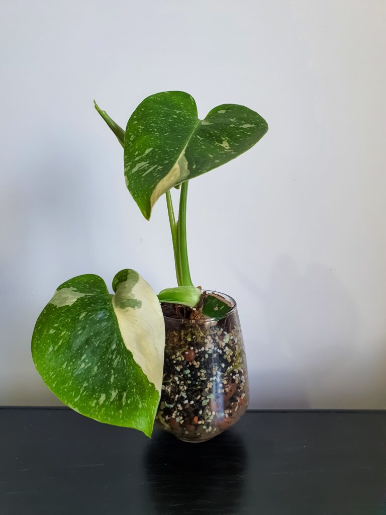 Monstera Thai Constellation Plant Care 101: Easy Tips for New Plant Parents 10 at Foliah Rare young variegated tropical small Monstera Deliciosa Thai Constellation houseplant. Propagation of a stem cutting.