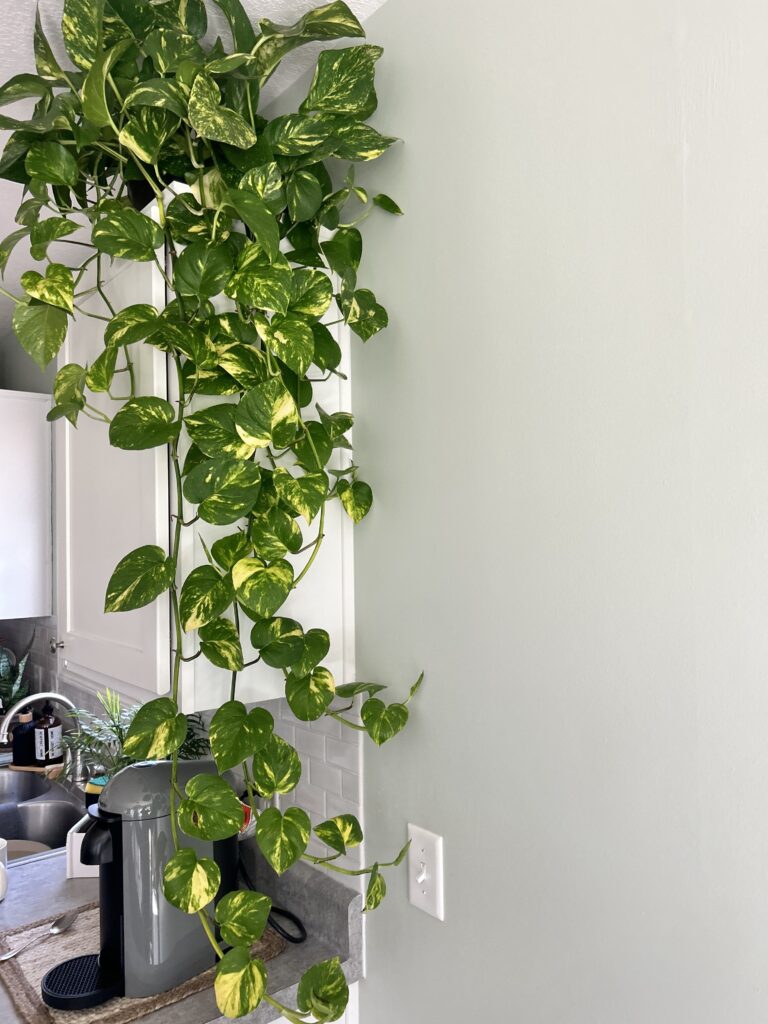 How to Make Pothos Fuller: Simple Tips for Lush, Bushy Growth 37 at Foliah Real Golden Pothos Kitchen Decor