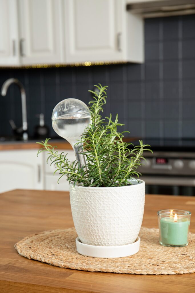 9 Indoor Mosquito Repelling Plants (And How to Use Them at Home) 5 at Foliah Round transparent self watering device globe inside potted rosemary herb plant soil in home kitchen interior indoors, keeps plants hydrated during vacation period.