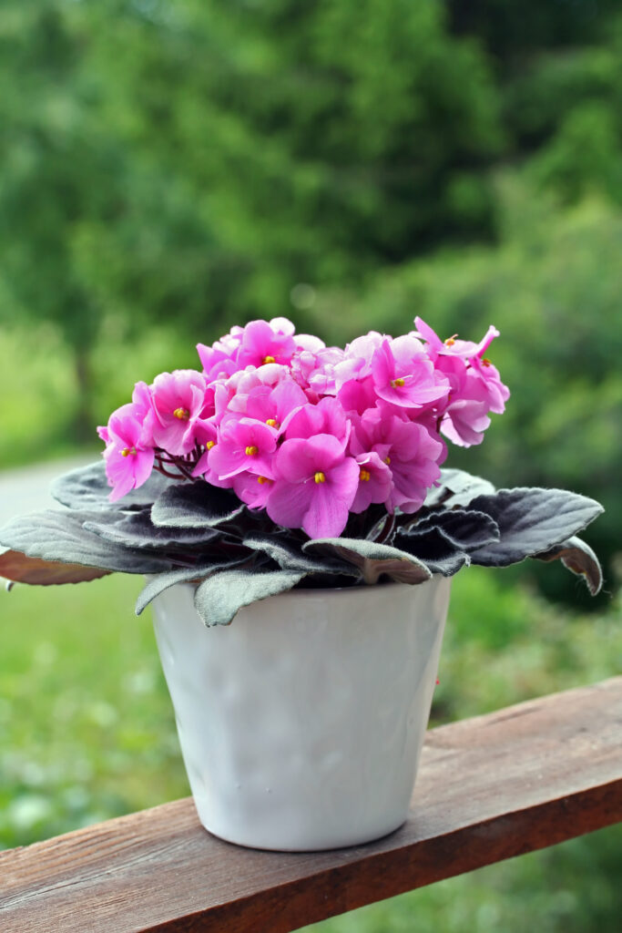 8 Pet Safe Indoor Plants for Cats and Dogs (Grow Without Worry!) 8 at Foliah Saintpaulias (African violets, Saintpaulia ionantha) flower in the pot