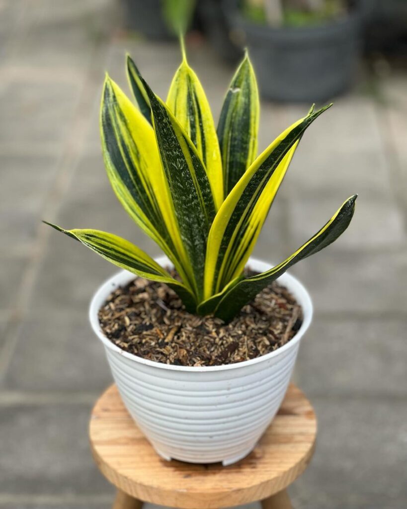Sansevieria 'Gold Flame,' also known as Dracaena 'Gold Flame,' is a popular houseplant noted for its striking appearance and easy care