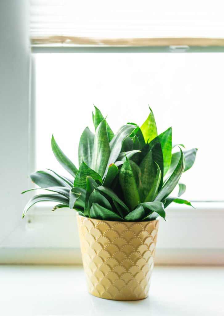 Sansevieria Hahnii Snake Plant indoors.Urban Jungle concept. Home plant.