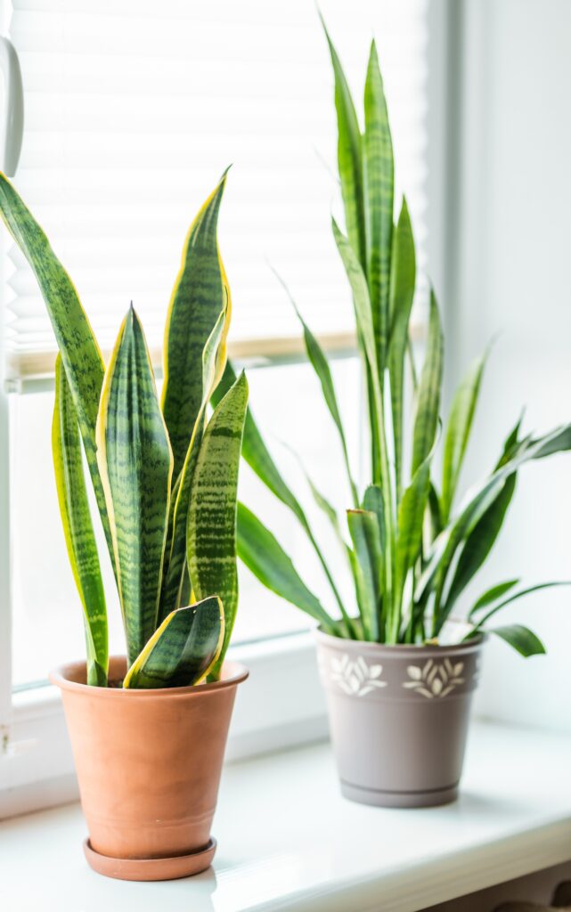 Sansevieria Tricolor Snake Plant indoors.Urban Jungle concept. Home plant.