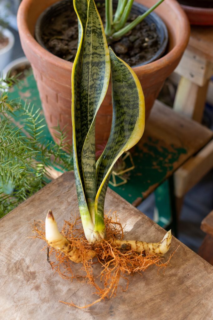 Sansevieria Trifasciata plant with pups