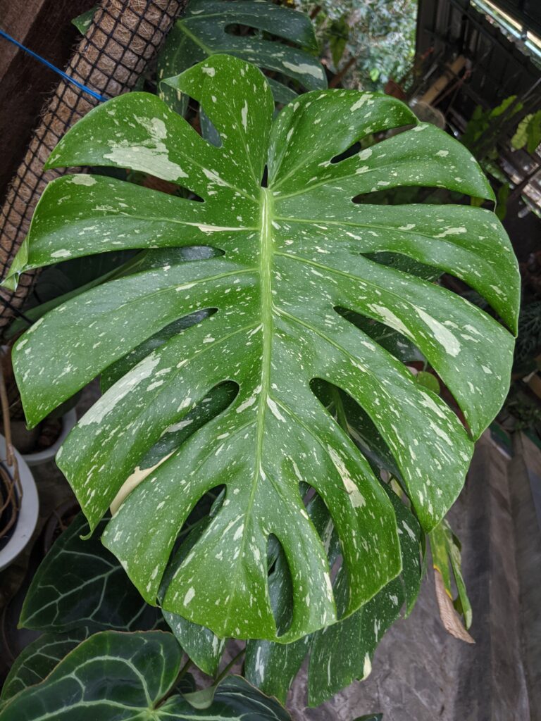 Monstera Thai Constellation Plant Care 101: Easy Tips for New Plant Parents 17 at Foliah Selective focus of a green Monstera Thai Constellation leaf, a variety of Monstera houseplant that is known for its unique large leaves with white variegation that resembles stars or constellations