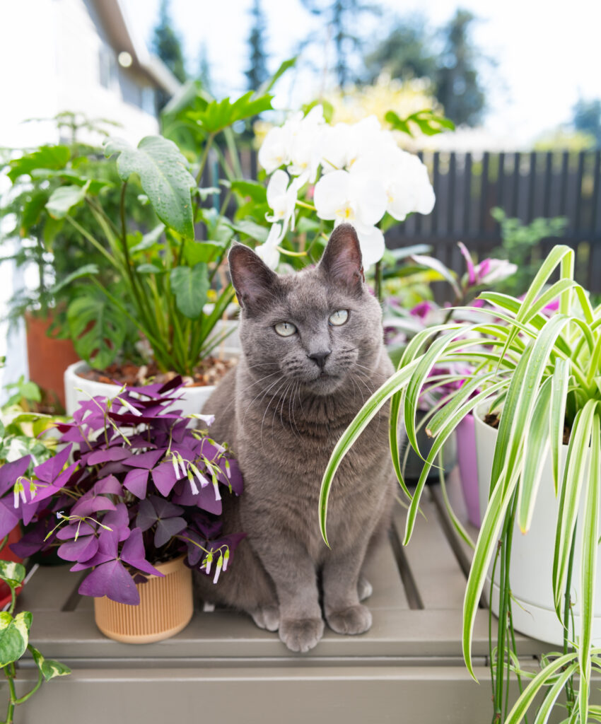 8 Pet Safe Indoor Plants for Cats and Dogs (Grow Without Worry!) 2 at Foliah Shorthaired Gray Cat Sitting Among Houseplants
