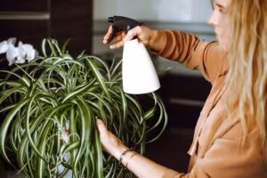 Side view of young woman with long wavy fair hair wearing brown sweatshirt, watering gorgeous indoor plant Chlorophytum.