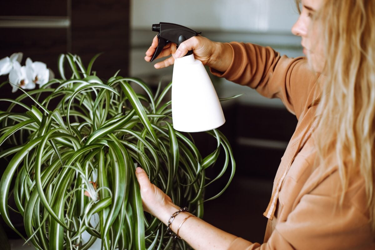 Side view of young woman with long wavy fair hair wearing brown sweatshirt, watering gorgeous indoor plant Chlorophytum.