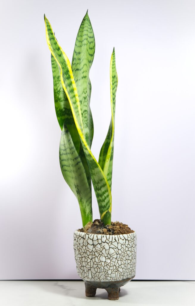 Snake Plants &ndash; Sansevieria in Japanese style plant pot