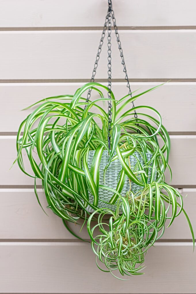 Spider plant in hanging pot against wooden wall. Indoor decorative houseplant with green and white striped leaf. Home gardening style and botanical interior decoration for house facade.