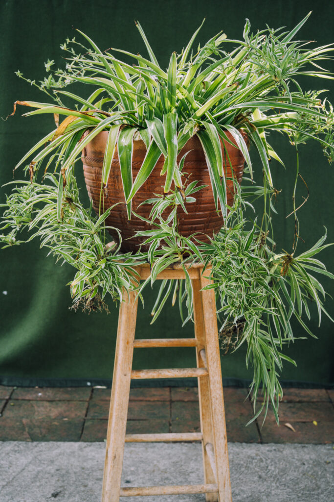 Spider plants bearing plantlets flowers and roots houseplants decor
