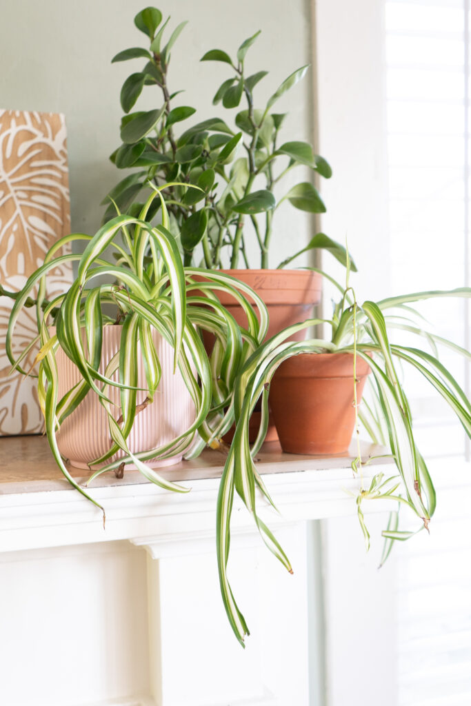 Spider plants on a mantel shelf