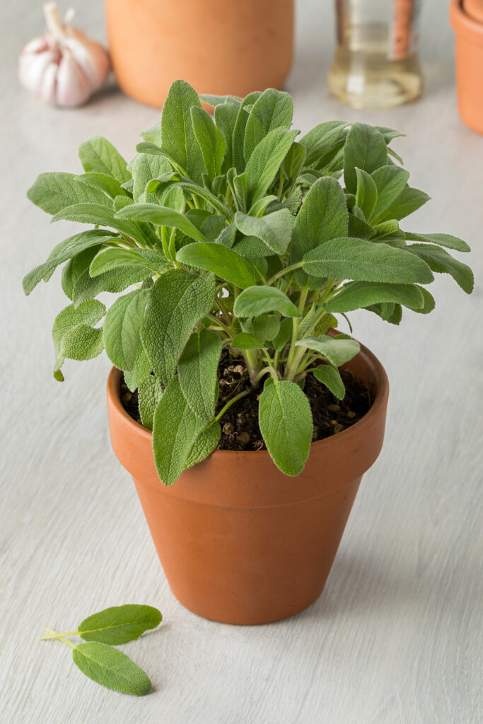 9 Indoor Mosquito Repelling Plants (And How to Use Them at Home) 10 at Foliah Terracotta pot with fresh green sage