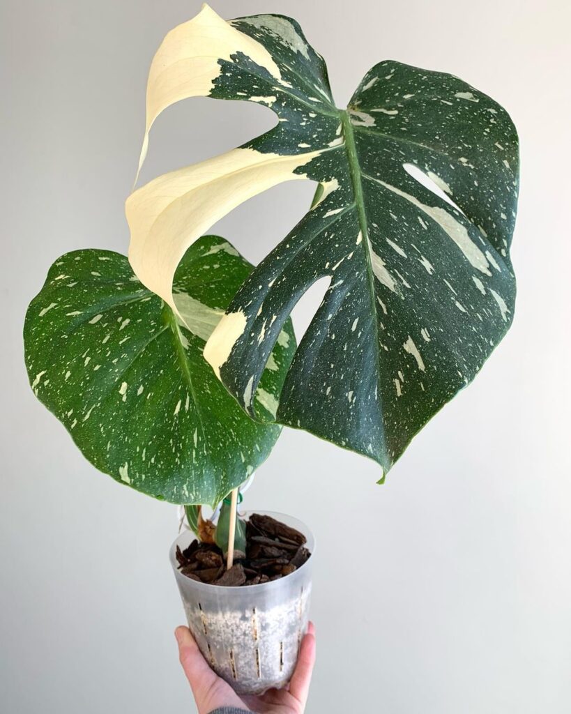 Monstera Thai Constellation Plant Care 101: Easy Tips for New Plant Parents 22 at Foliah The highly coveted Monstera ‘Thai Constellation’ is a Monstera cultivar with eye-catching variegated cream and green heart-shaped leaves