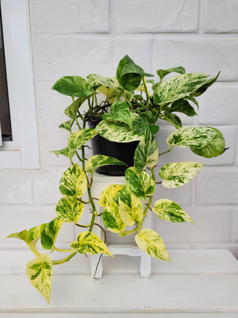 How to Make Pothos Fuller: Simple Tips for Lush, Bushy Growth 9 at Foliah Trailing plant marble queen variegated pothos epipremnum aureum