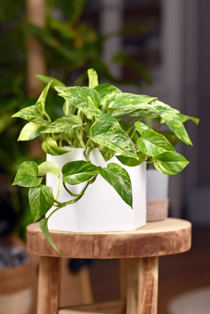How to Make Pothos Fuller: Simple Tips for Lush, Bushy Growth 13 at Foliah Tropical 'Epipremnum Aureum Marble Queen' pothos houseplant with white variegation in flower pot on wooden table