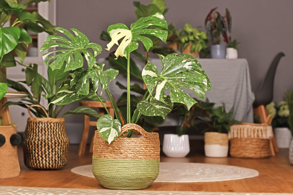Monstera Thai Constellation Plant Care 101: Easy Tips for New Plant Parents 13 at Foliah Tropical 'Monstera Deliciosa Thai Constellation' houseplant with beautiful white sprinkled variegated leaves in basket flower pot in living room with many plants in blurry background