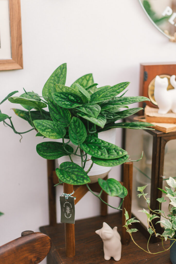 Obsessed With Monsteras? These 15 Types Will Steal Your Heart 10 at Foliah Tropical 'Monstera Sp. Peru', also called 'Monstera Karstenianum', houseplant with puckered, iridescent leaves in wooden flower pot on wood table
