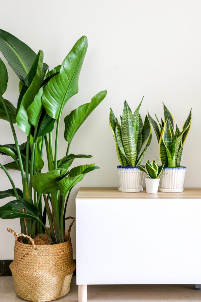 Tropical house plants, Dracaena trifasciata snake plants (Sansevieria trifasciata) and Strelitzia nicolai (Giant White Bird of Paradise) plant, adding freshness and vibrancy to home interior